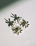 Meadowlark - Daisy Drop Earrings Sterling Silver